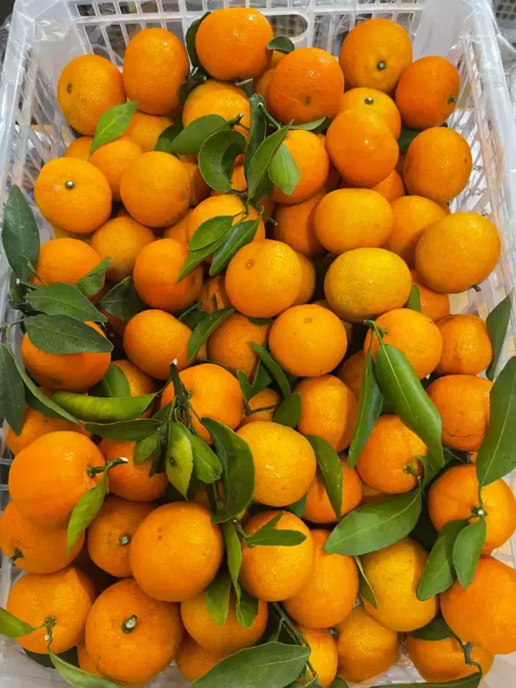 Kurir buah part time