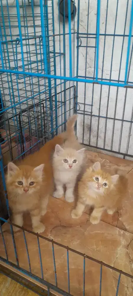 Kitten Munchkin non standar ( kaki normal )