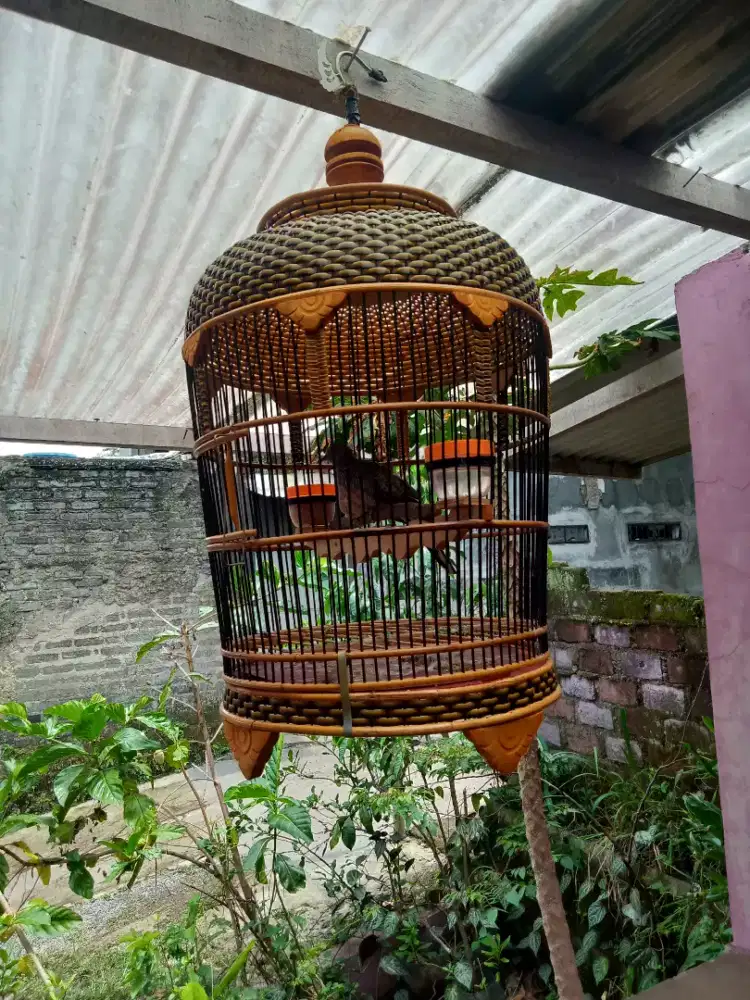 Burung perkutut caturangga kantong Semar gacor fullset Monggo tt boleh