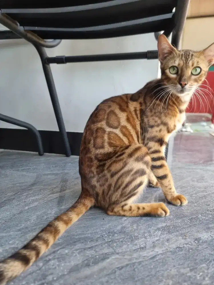 Kucing Beng@l Betina