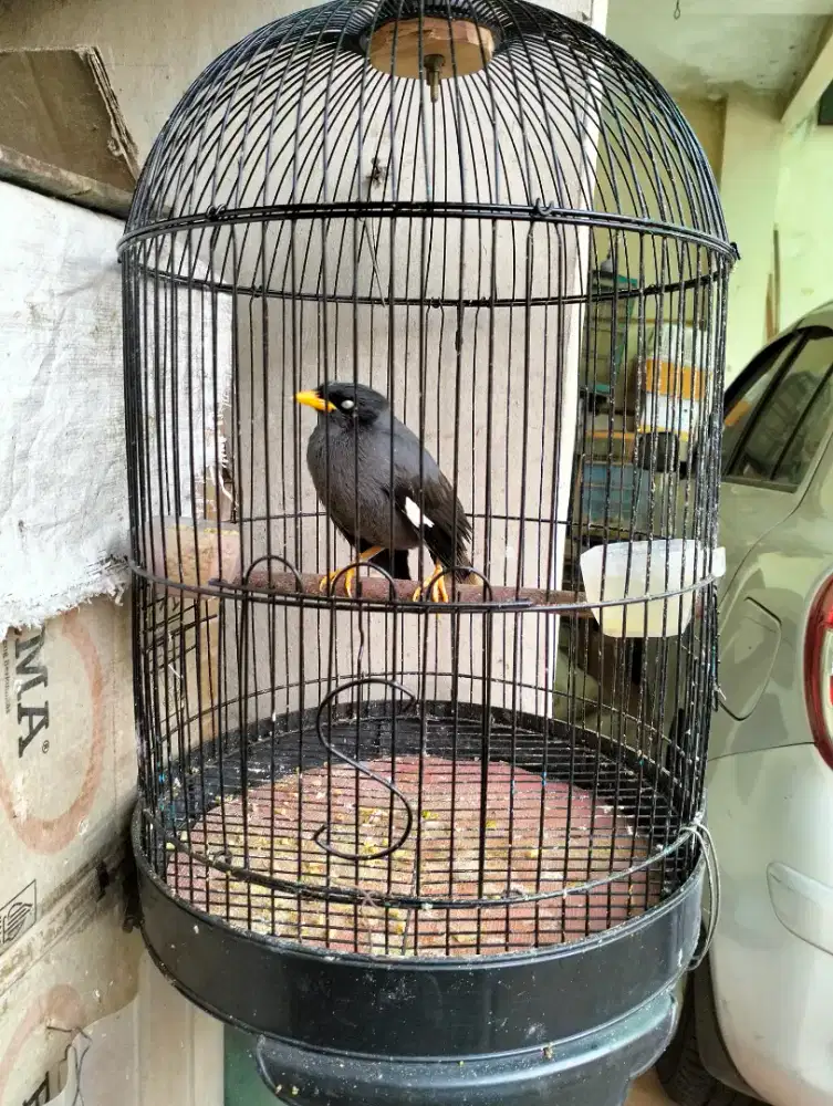 Jalak Kebo Semi Jinak Jumbo - Jantan