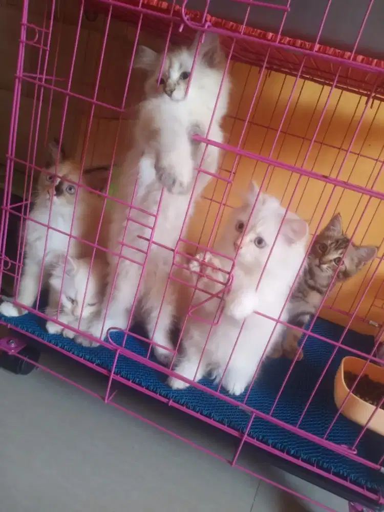 Kucing persia himalaya&himalaya shorthair