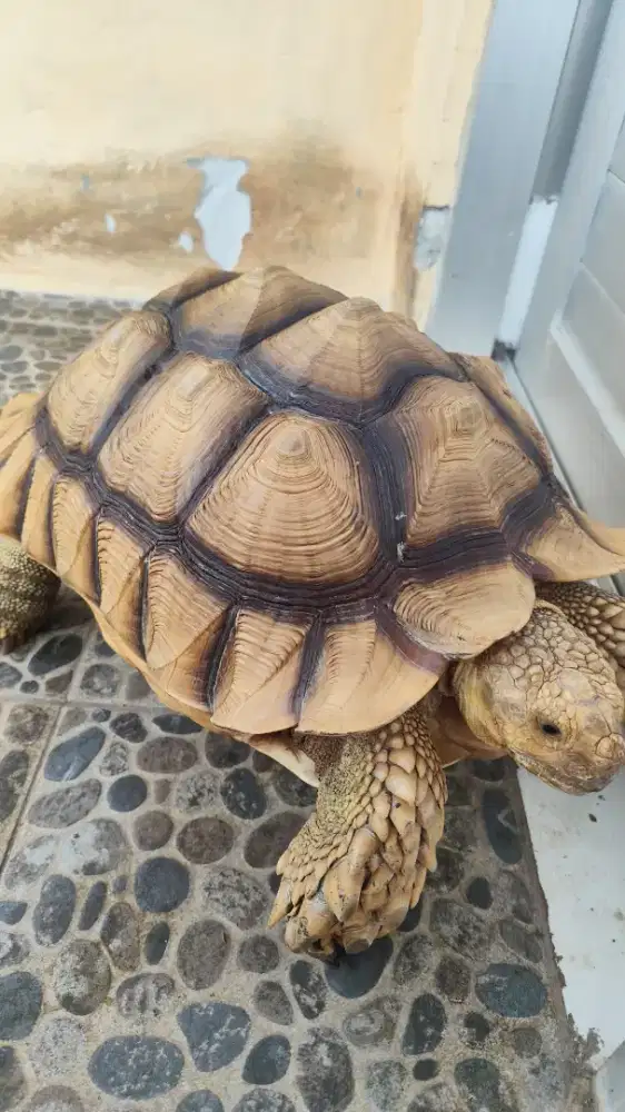 Kura kura sulcata betina size 55+-