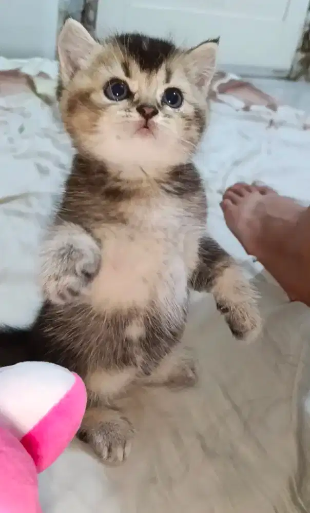 British Short Hair Black Golden