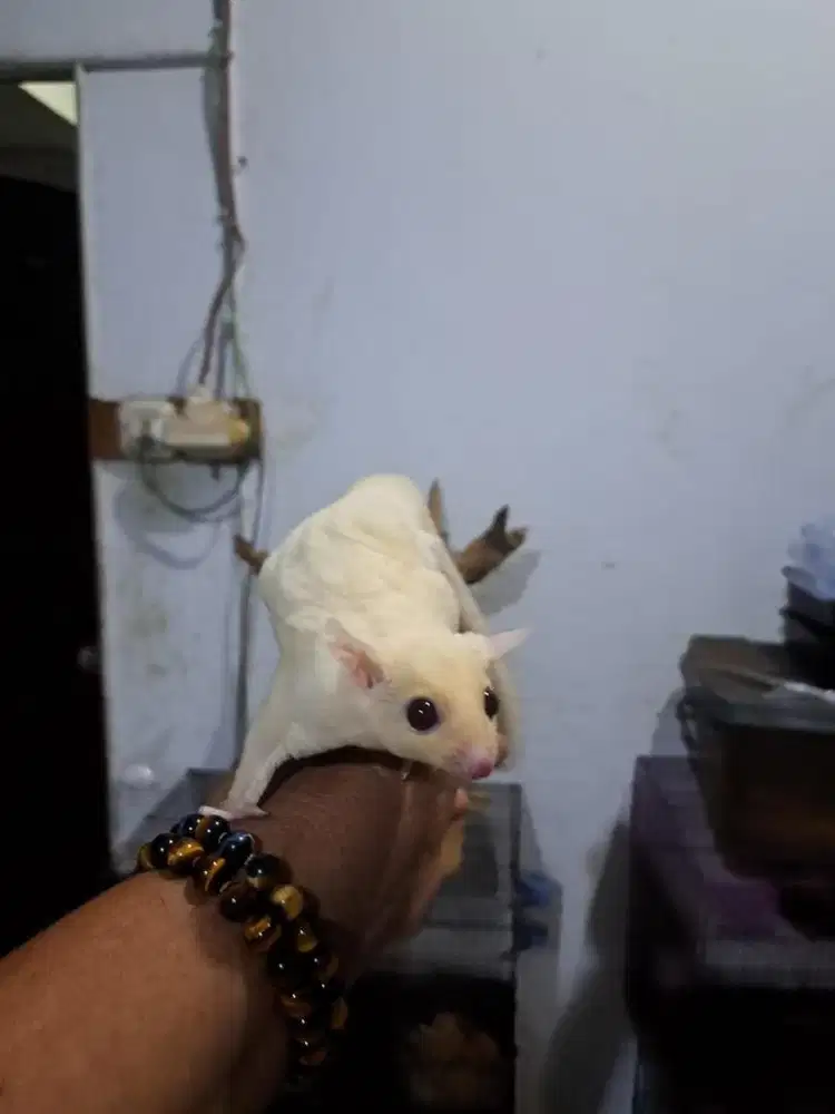 Sugar glider white creamoz - jantan