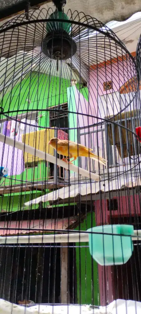 Kenari Betina Lokal Borongan