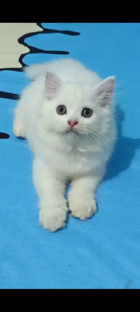 Persia Jantan 3 bulan