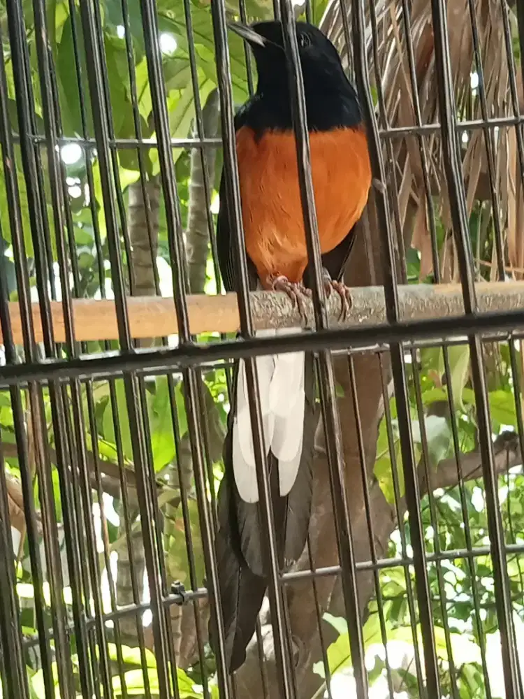 Muray Ring APBN ekor 20 gacoooorrr