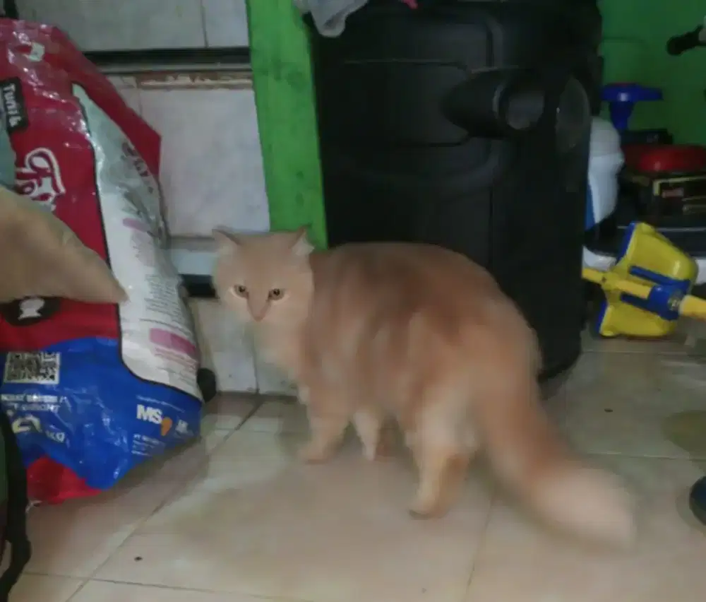 kucing Persia medium jantan dan betina