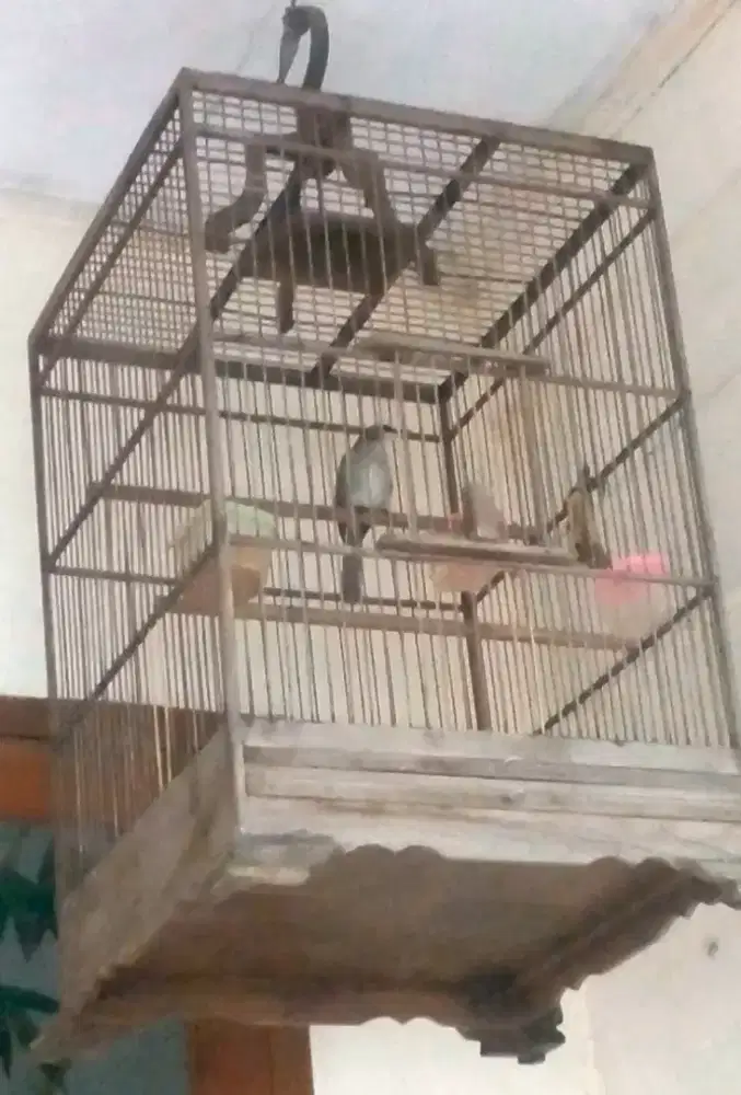 Terucuk kapur gede mulus treceh nggaruda