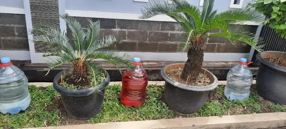 Sikas haji  2 pohon 650k