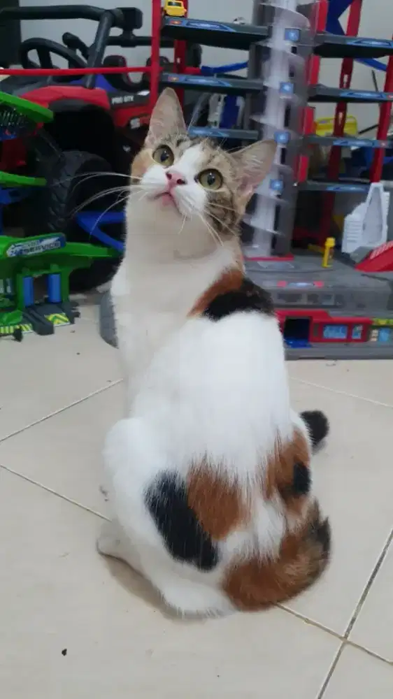 Ganti Pakan BSH mix Dom