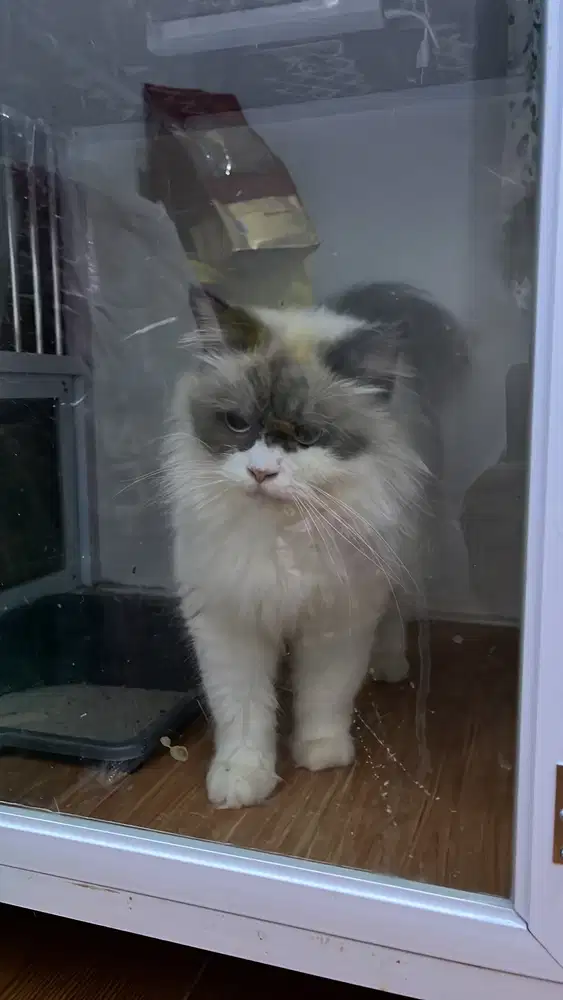 Lepas adop indukan Ragdoll lagi hamil