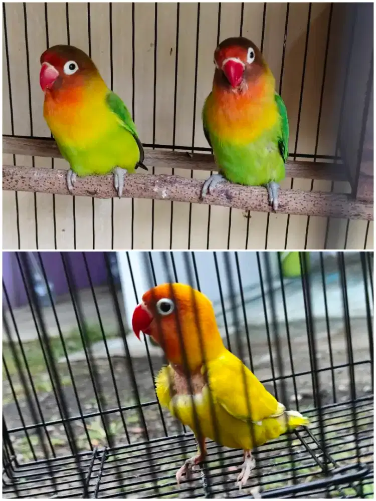 Burung Lovebird betina ada 3 ekor