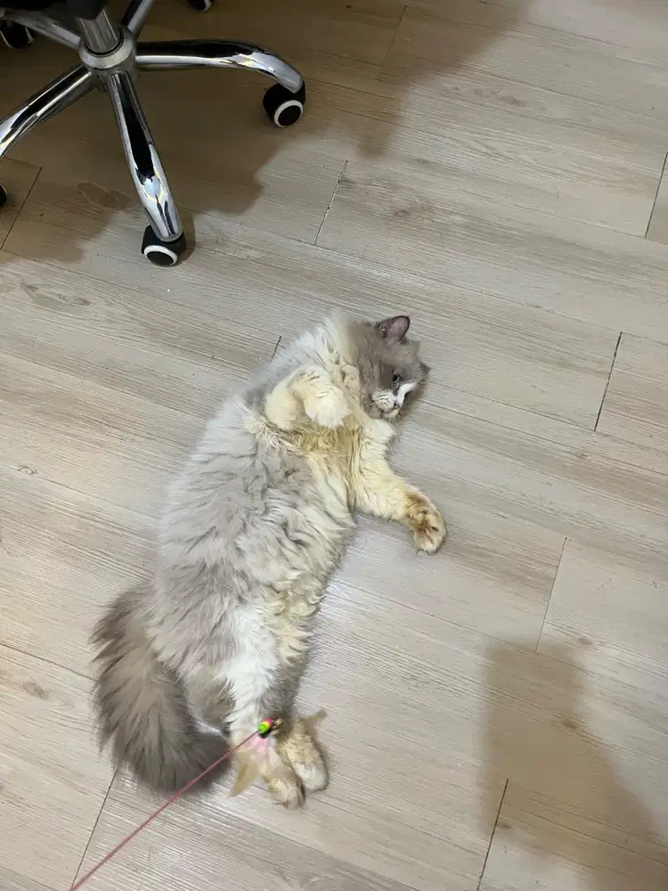 Lepas adop kucing Ragdoll jantan