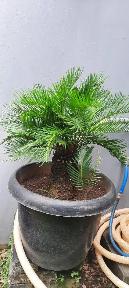 Pohon sikas haji unik bagus