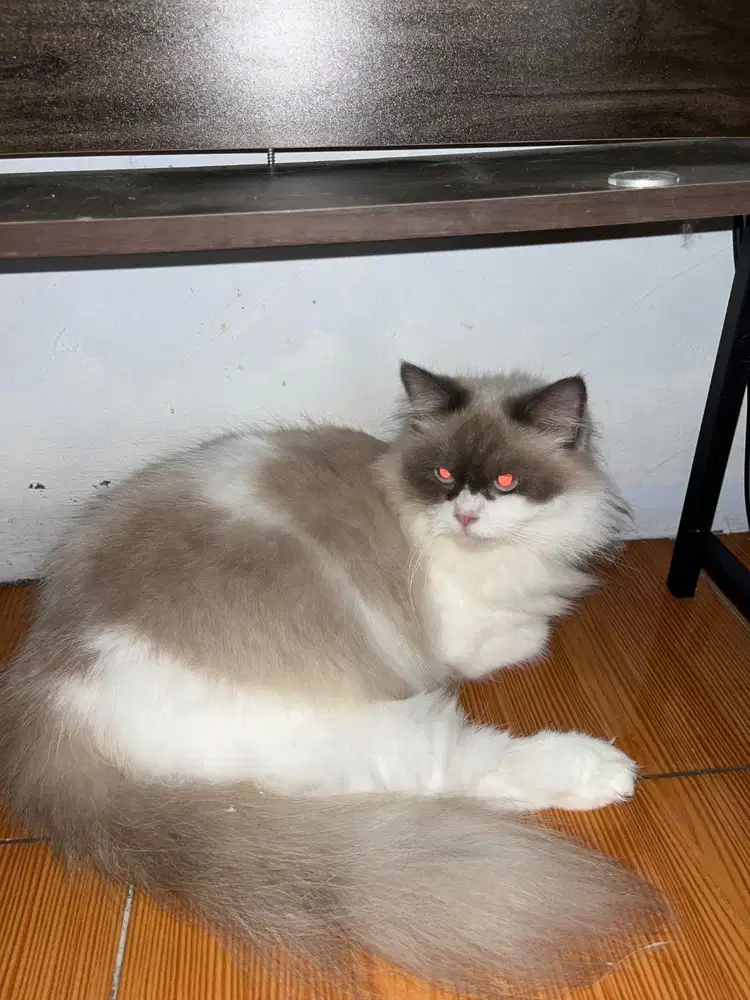 Kapas adop indukan Ragdoll betina lagi hamil