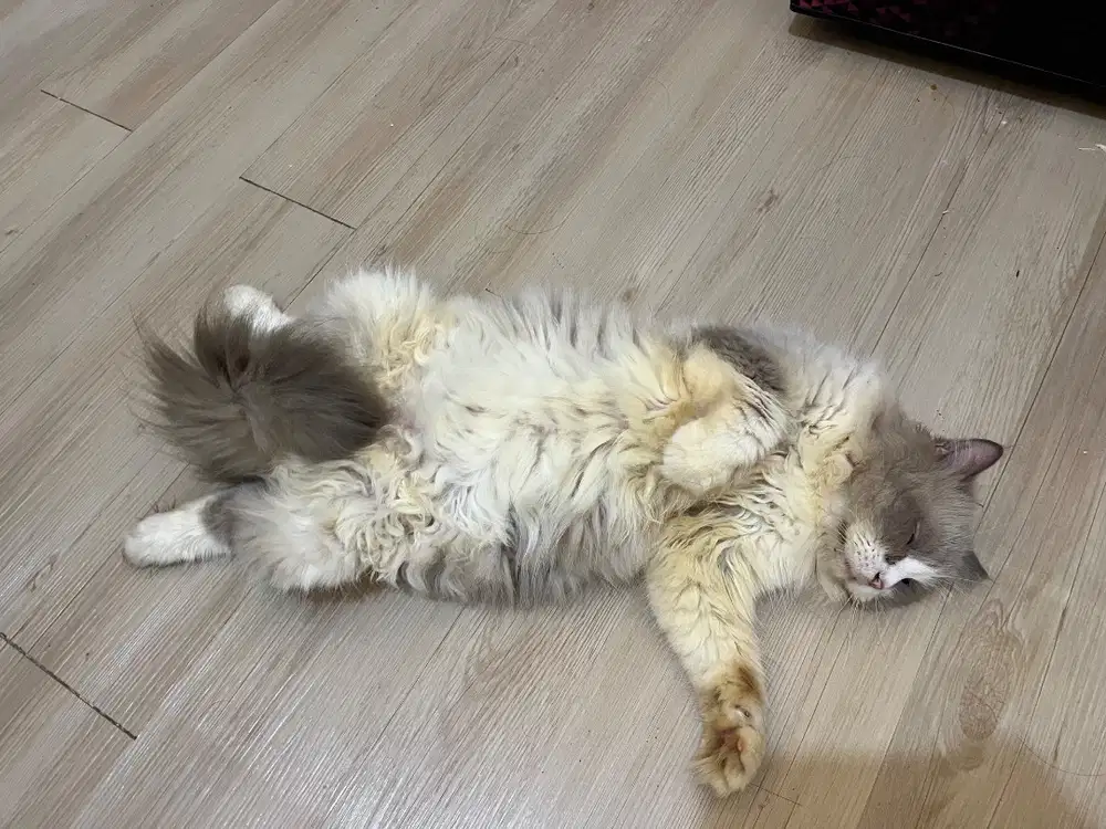 Lepas adop Ragdol jantan proven