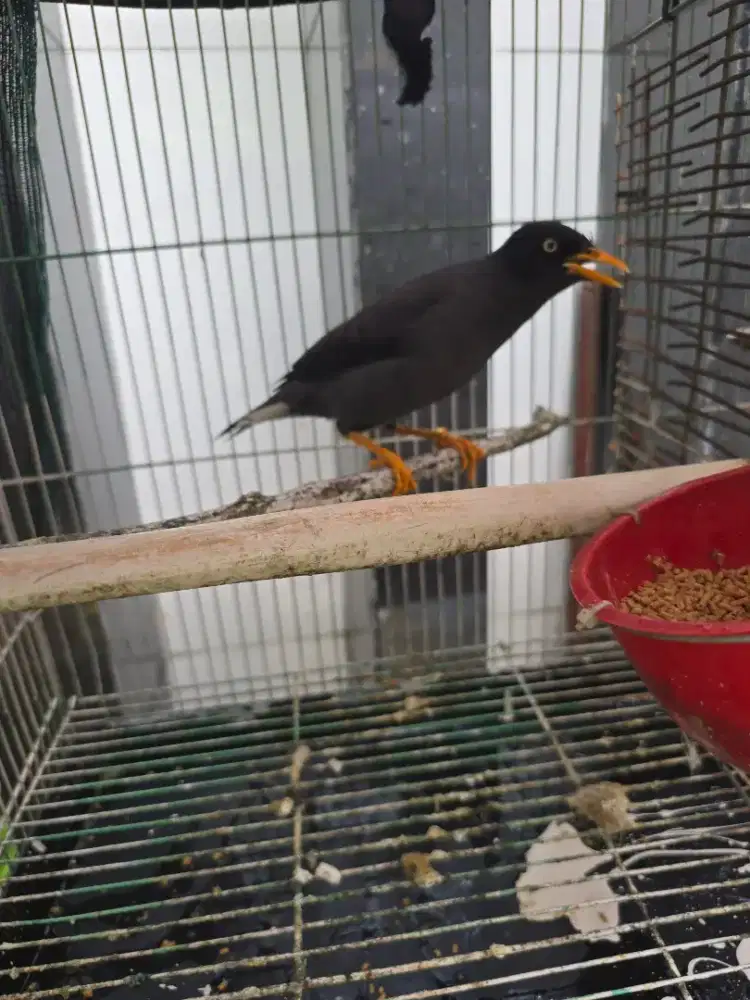 Burung jalak kebo