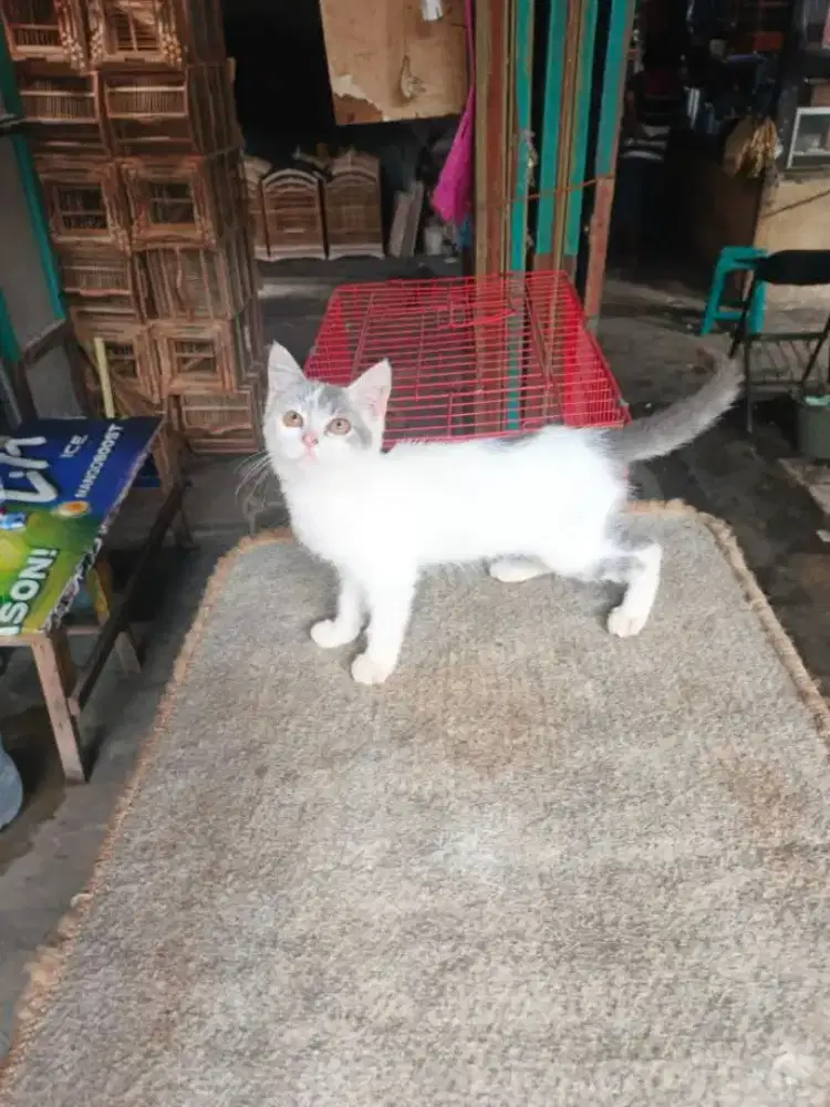 Persia betina 3 bulan