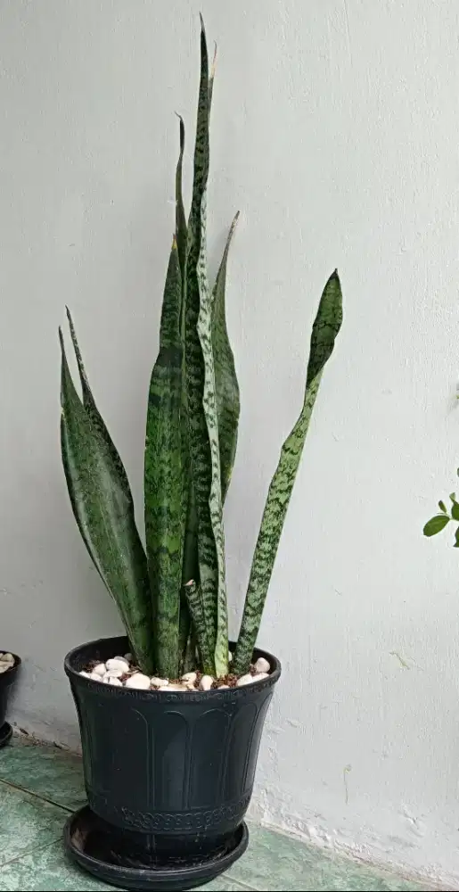 BIDARA ARAB LIDAH MERTUA SANSIVERA