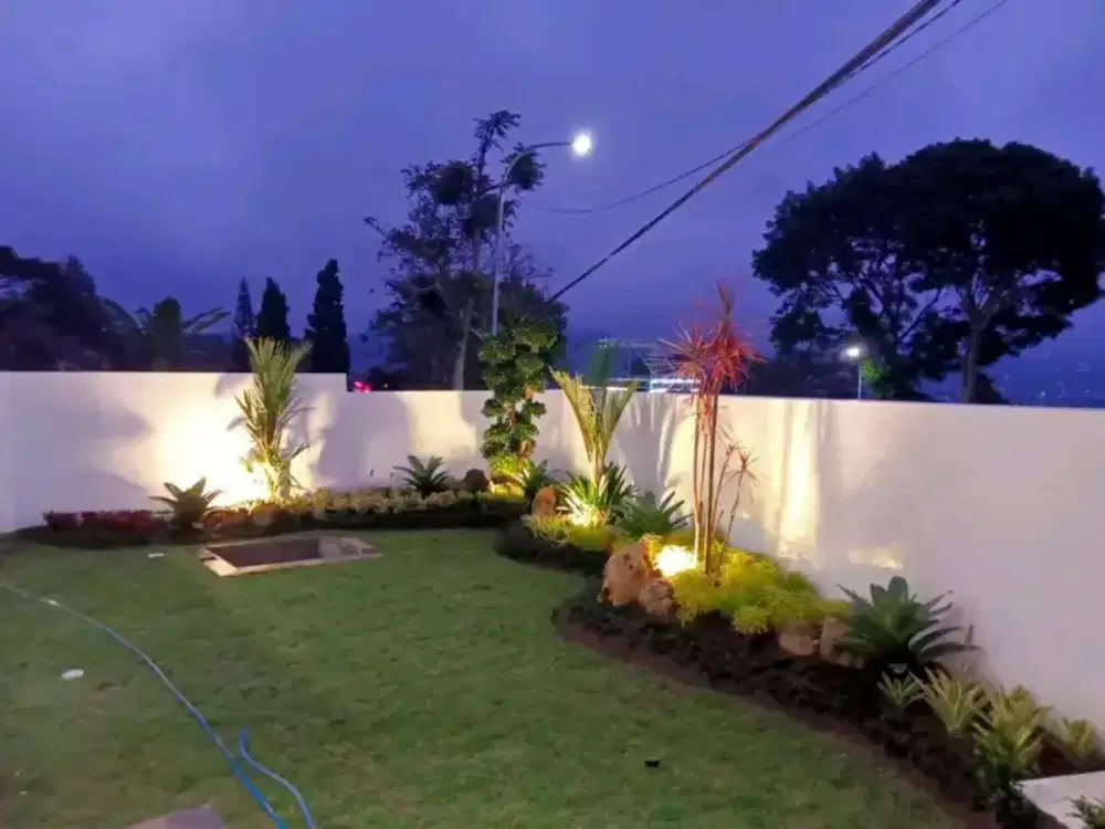 Jual rumput hias gajah mini