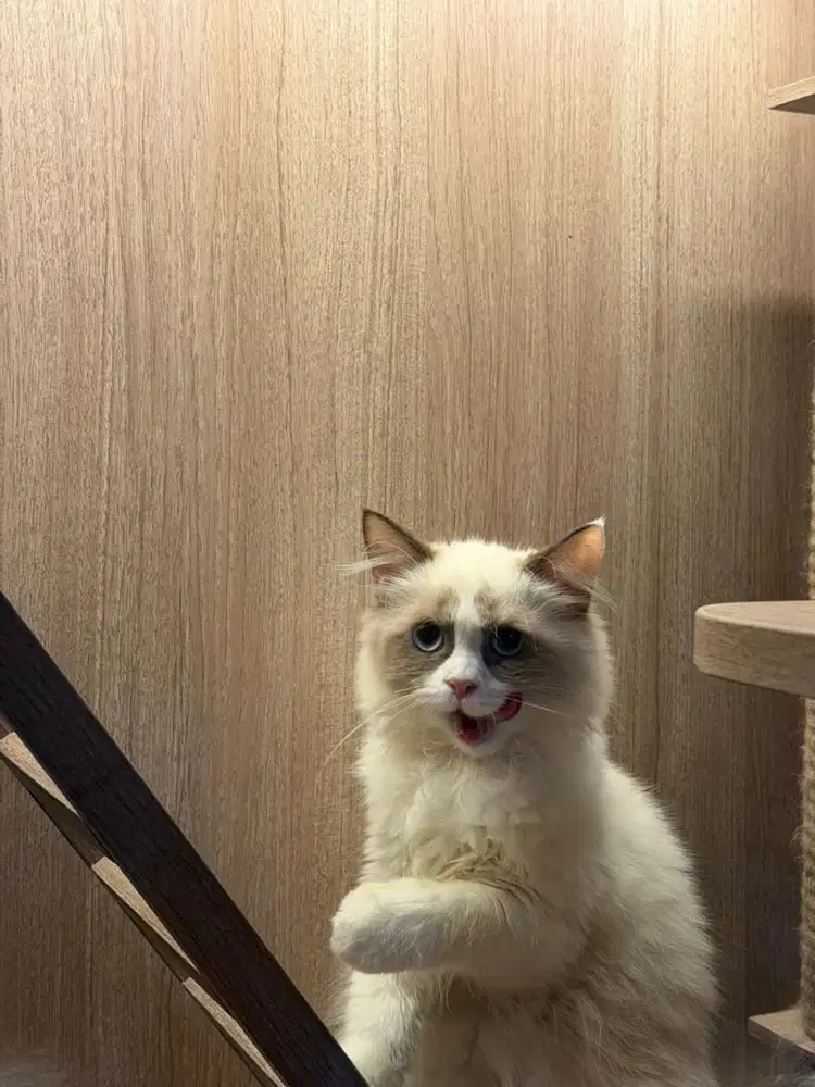 Kitten Pure Ragdoll dan Mix Persia Norwegian