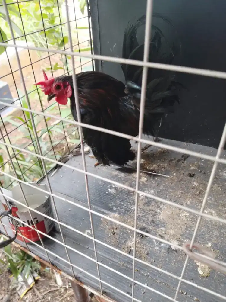 Ayam Kate turunan. cemani