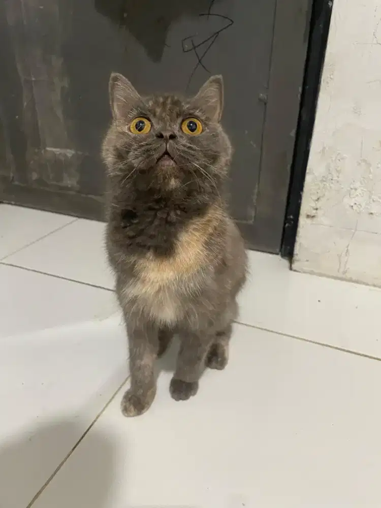 Bsh betina blue tortie