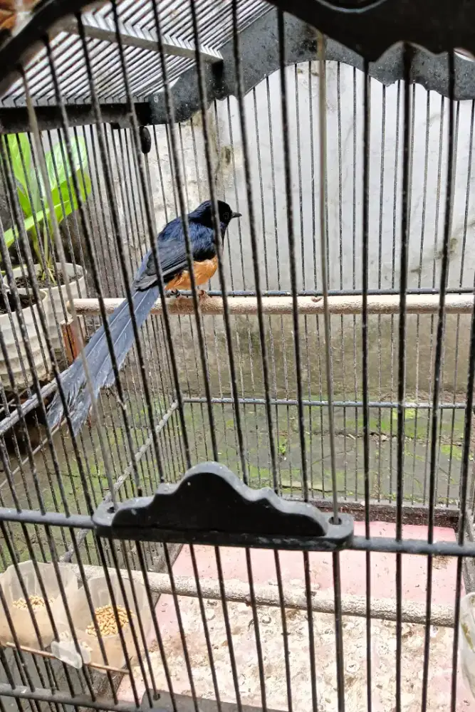 Murai Medan Pastol Fullset + Sertipikat