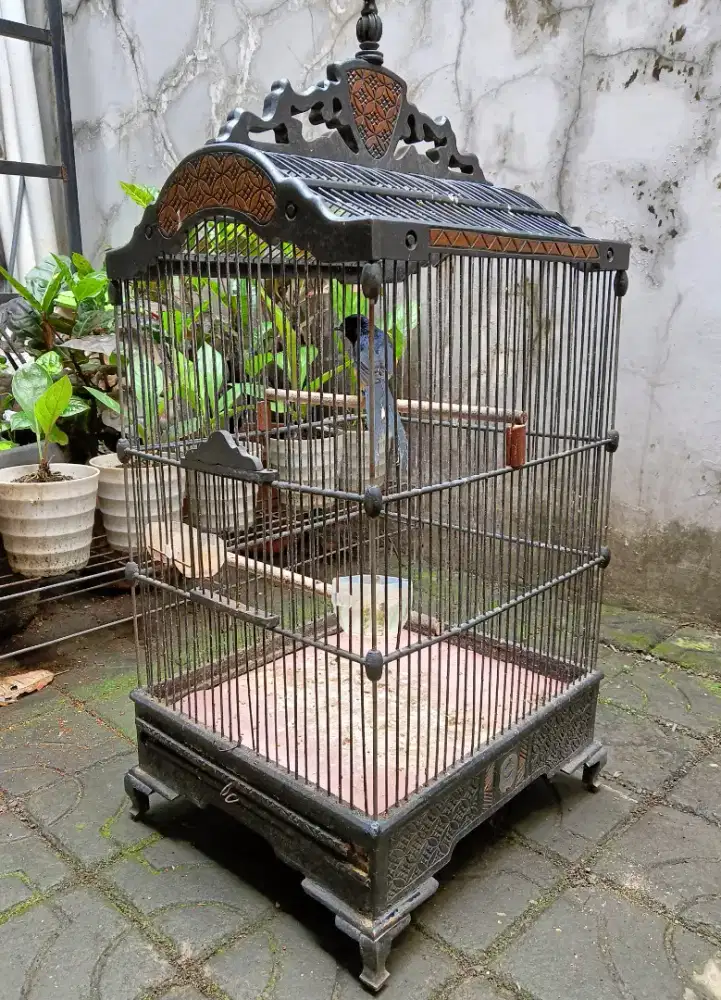 Murai Medan Pastol Fullset + Sertipikat