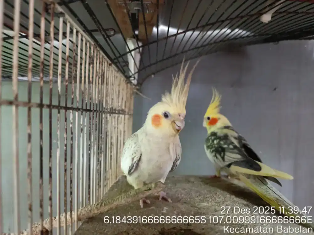 Jual Falk Parkit Australia