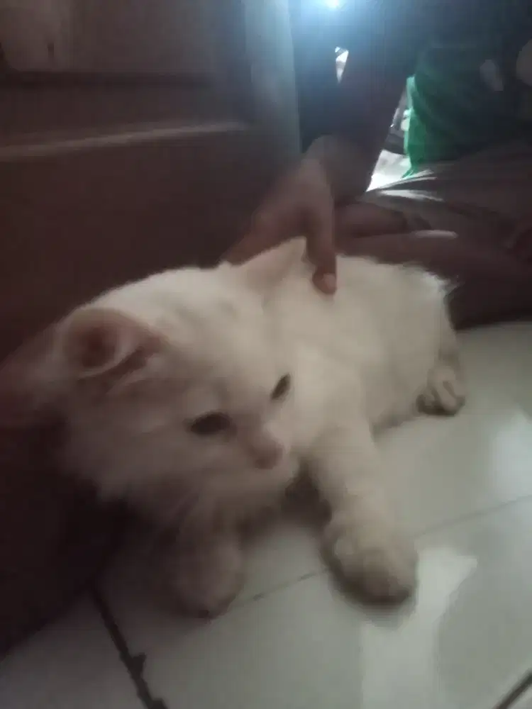 Anakan kucing anggora