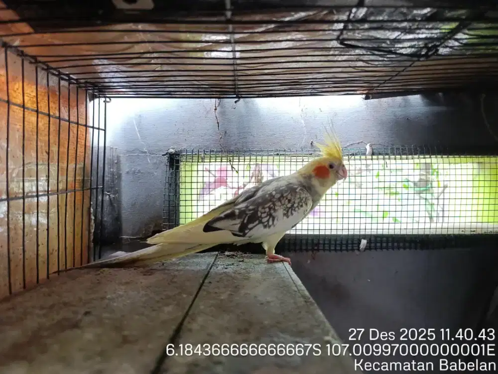 Jual Falk/ Parkit Australia