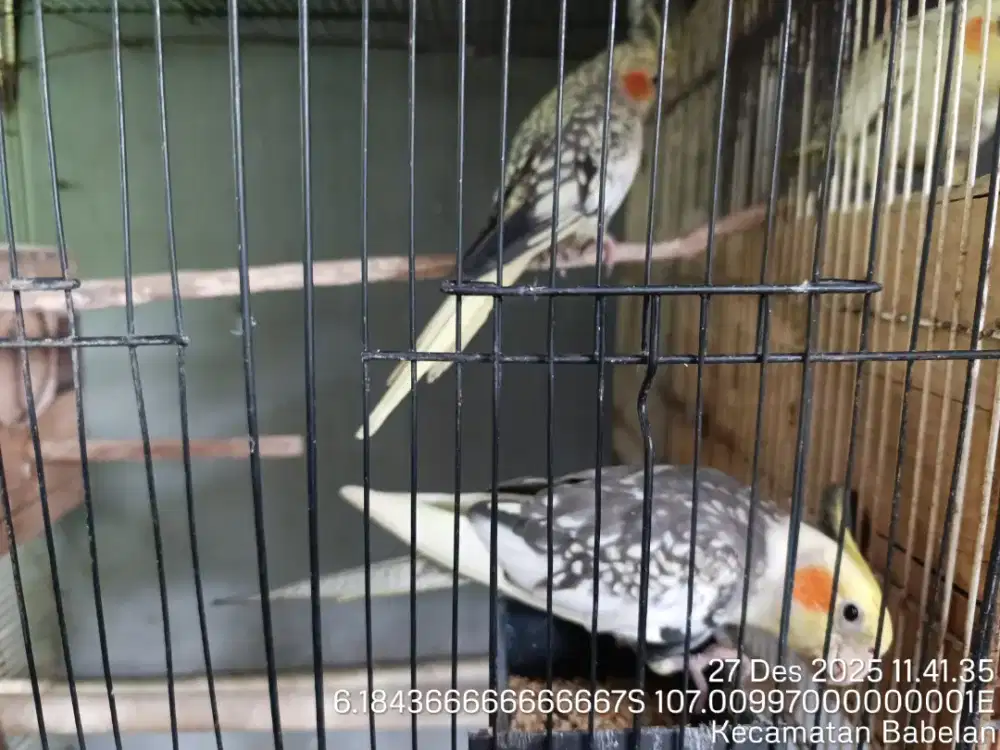 Jual Falk/ Parkit Australia