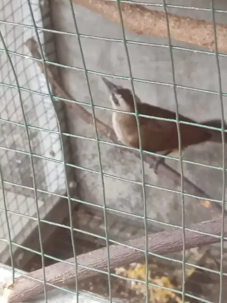 Jual cepet burung trokcokan di pamulang