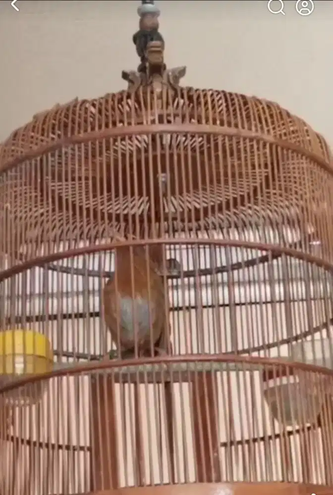 Wambi Muda hutan mapan