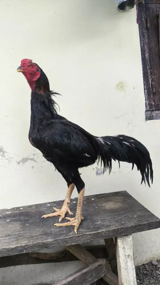 Ayam bangkok x pakoy