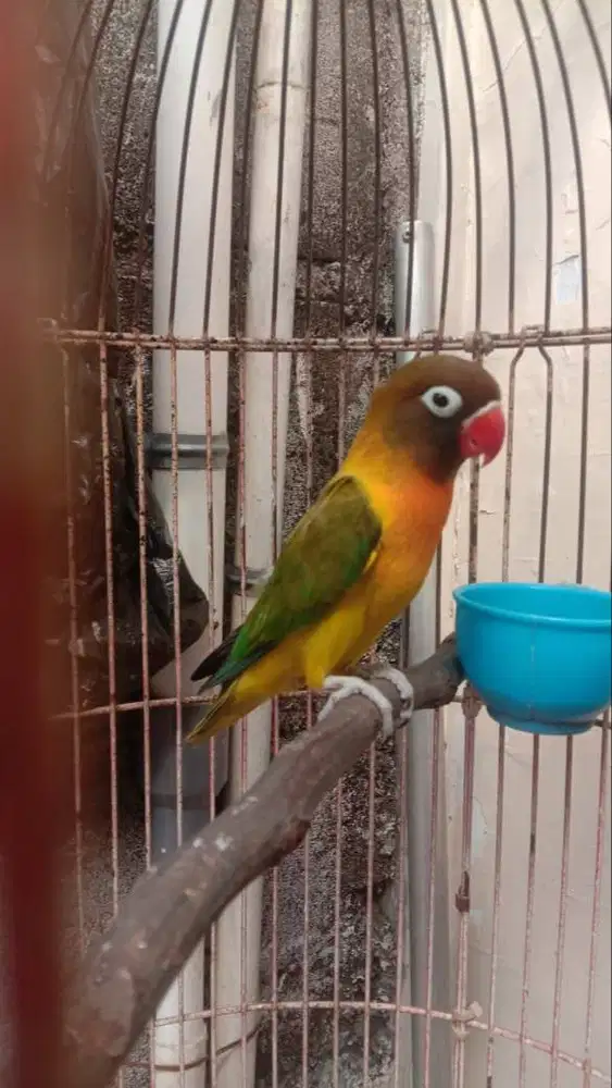 lovebird+kandangnya