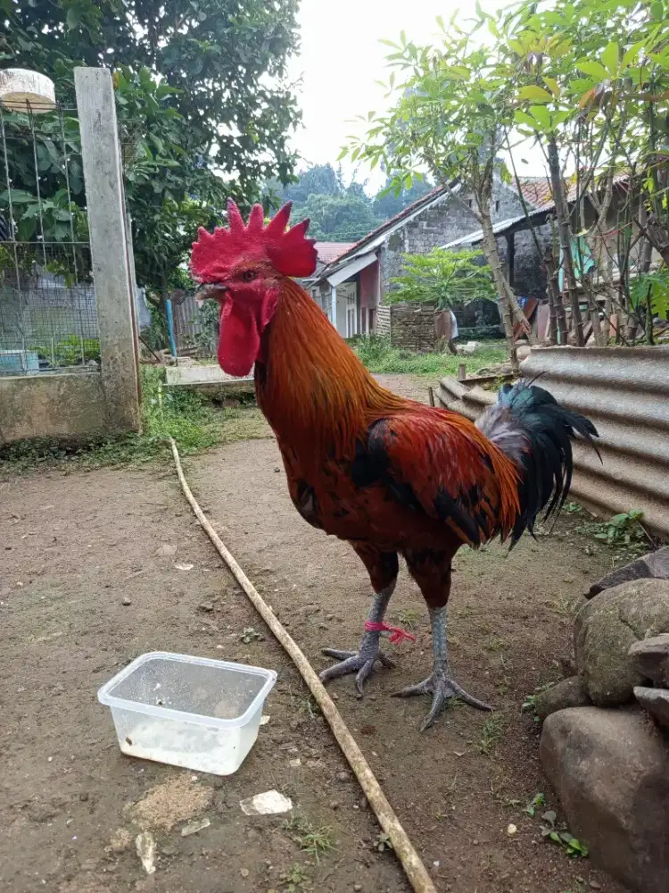 Ayam pelung jago