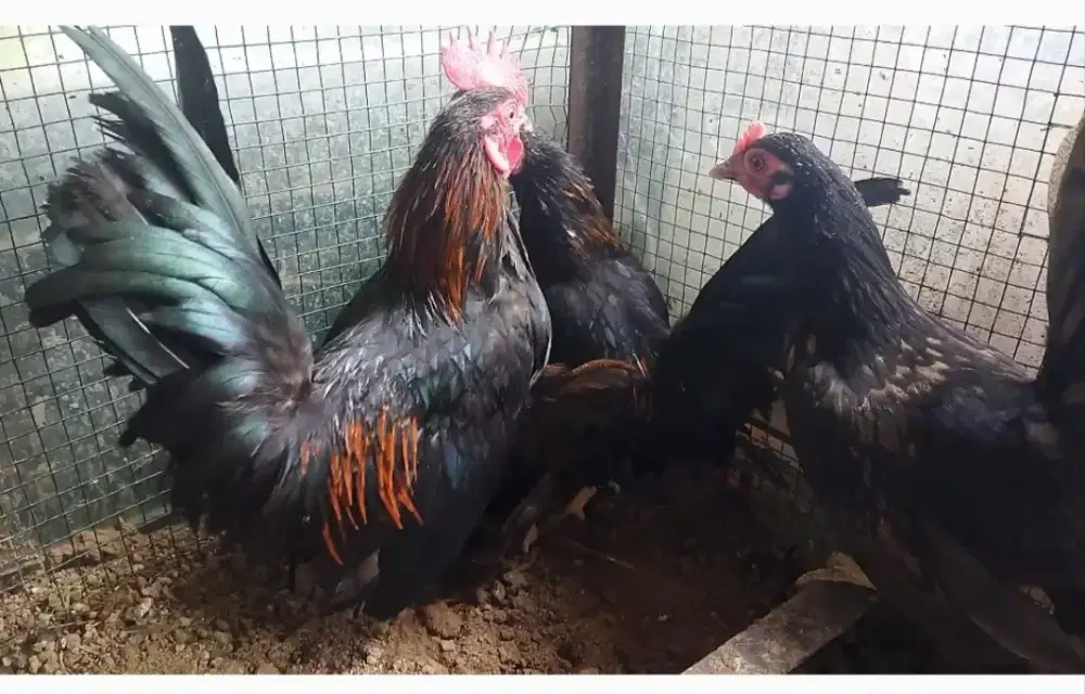 Ayam kate usia -+5 bulan