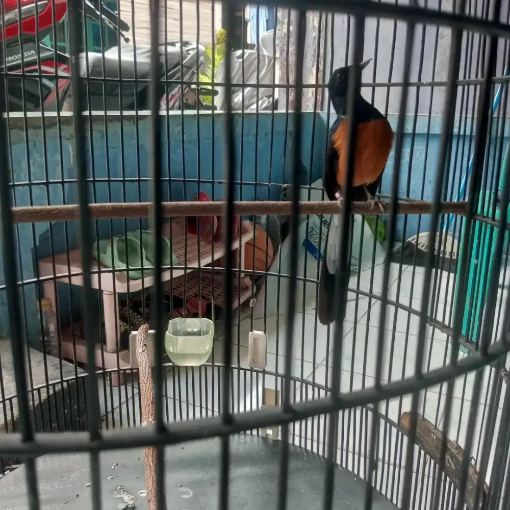 Jual Burung Murai