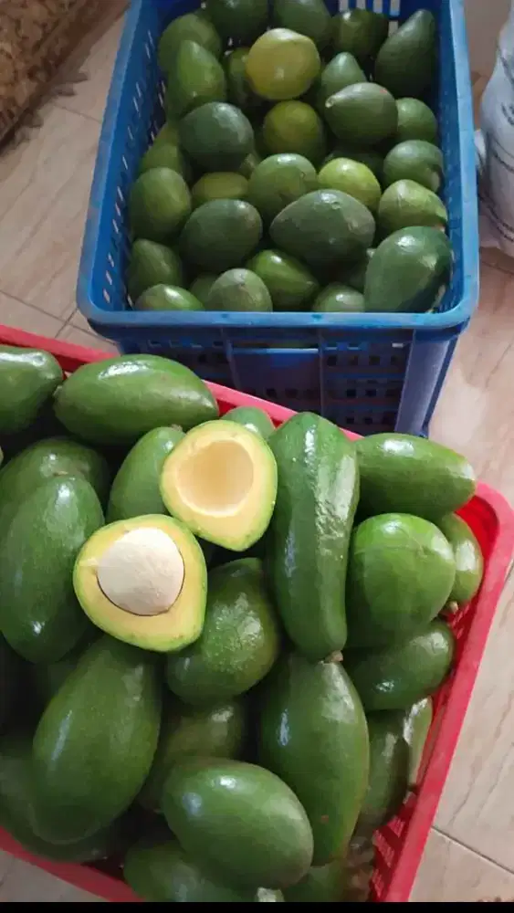Jual Alpukat Mentega dan Aligator 25rb /kg