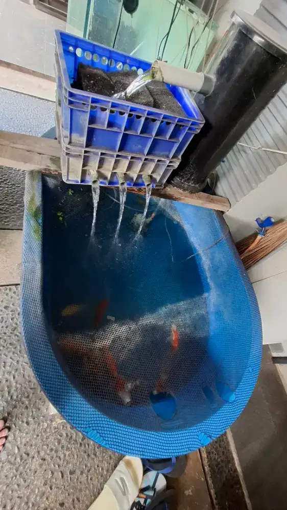 Kolam Fiber Koi Paket filter dan Koi