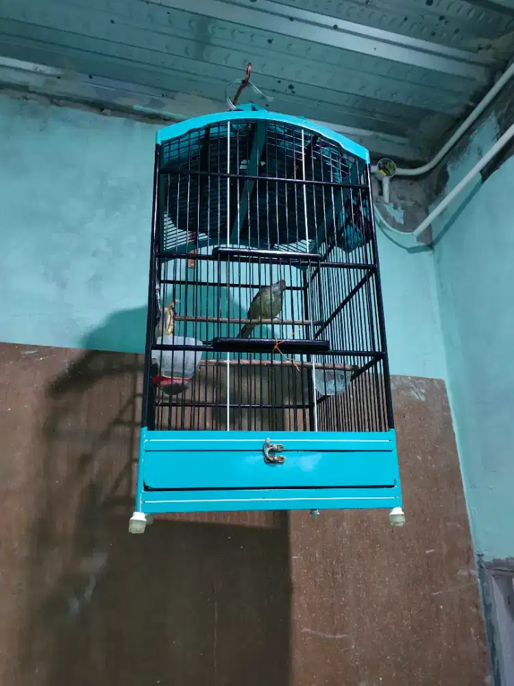 Burung Katem Kapas Tembak