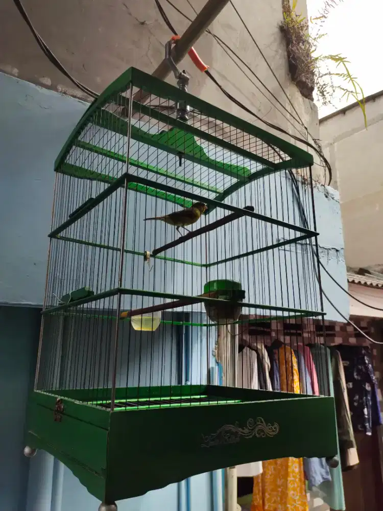 Kenari Hijau Gacor