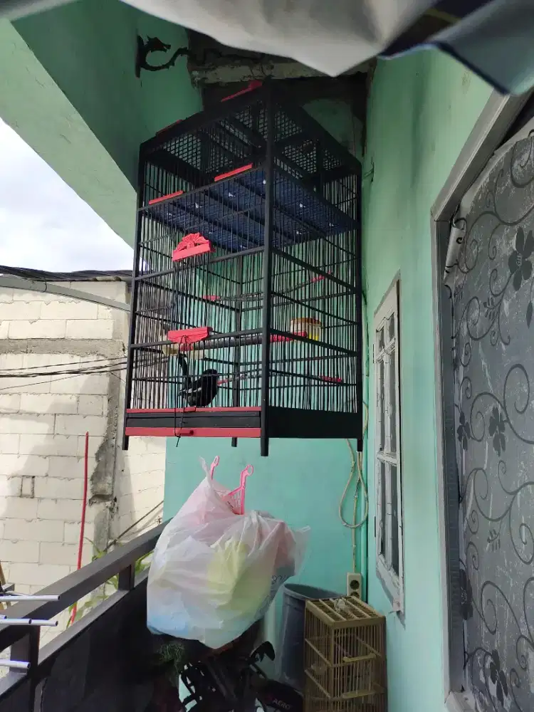 Burung Kacer Jinak