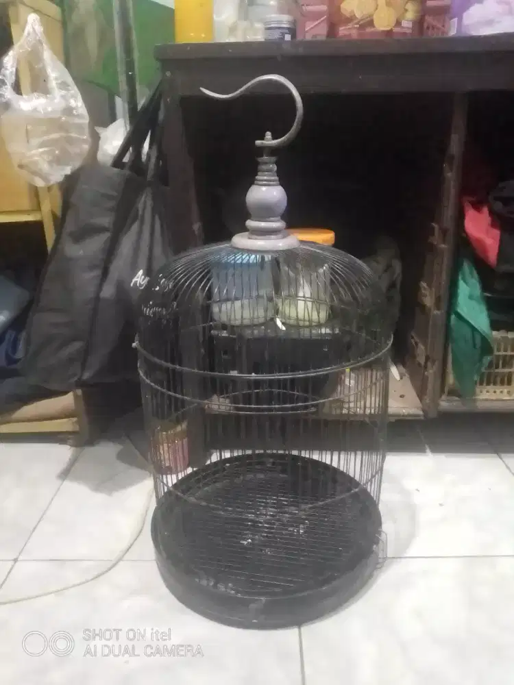 Kandang lb tanggung di BSD