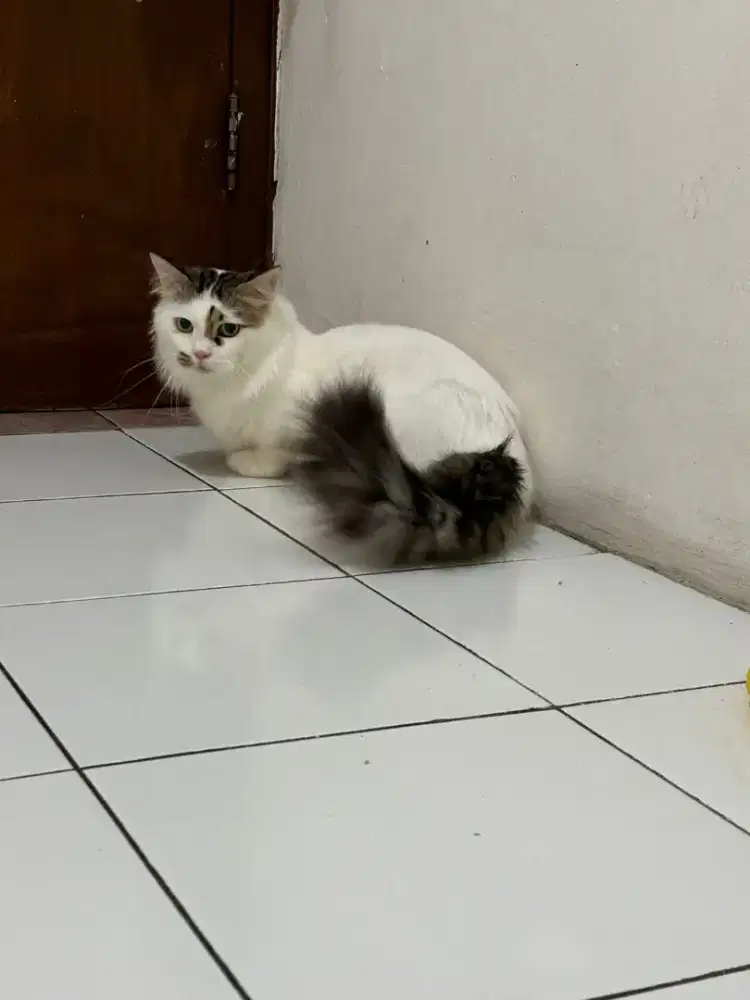 Pejantan Munchkin Longhair