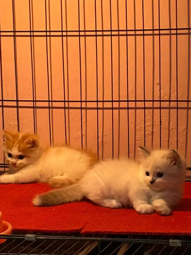 Munchkin Longhair Jantan